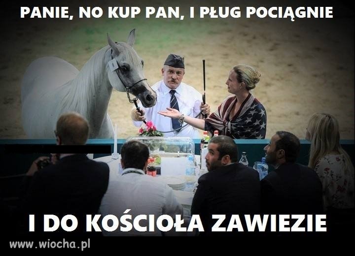 Tylko koni żal