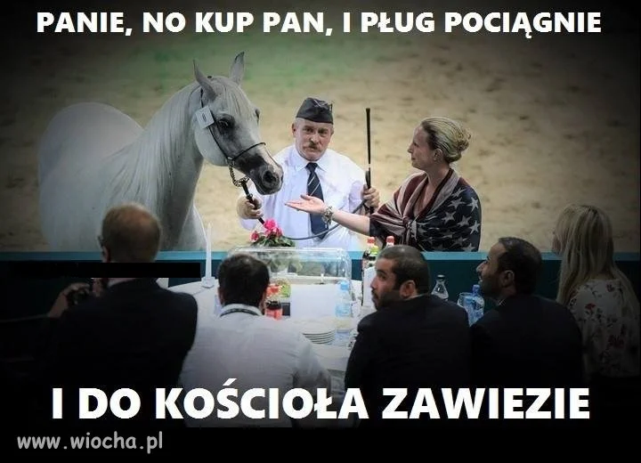 Tylko koni żal