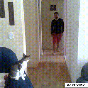 Cool Cat