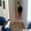 Cool Cat