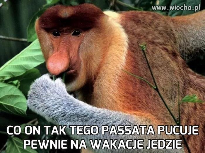 Co on tak tego passata pucuje 