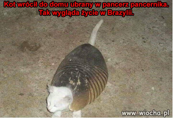 Kot na spacerze 