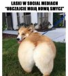 Laski w social mediach takie są