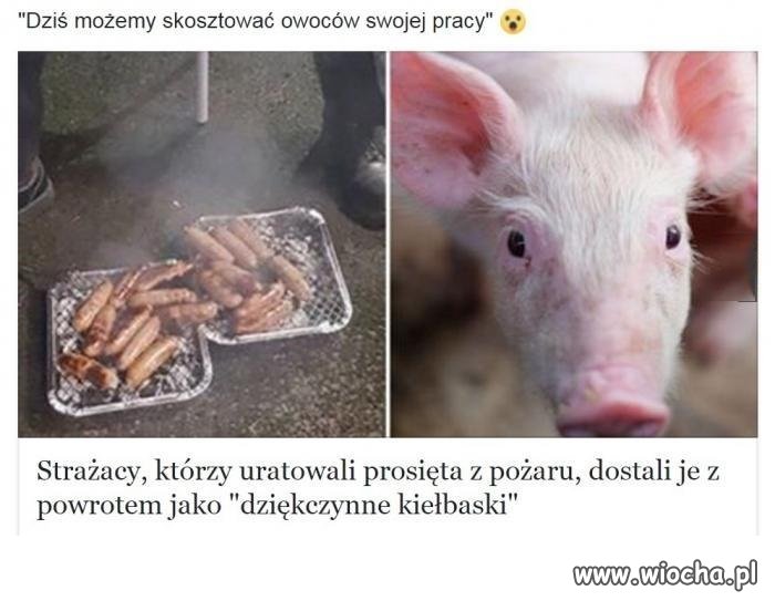 Opłacało się