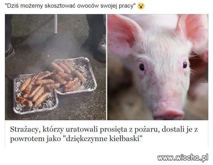 Opłacało się