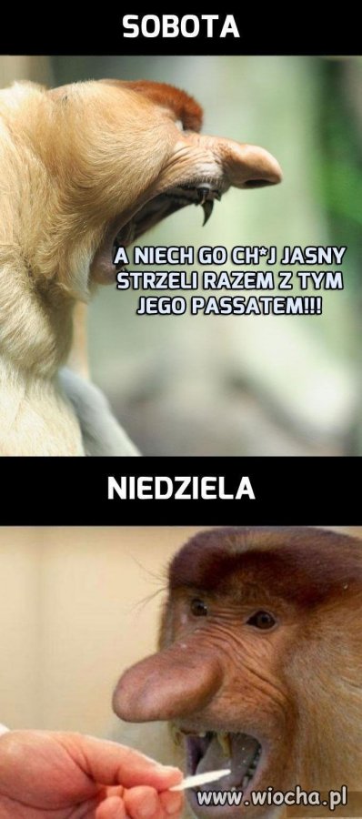 Polak wierzący i praktykujący