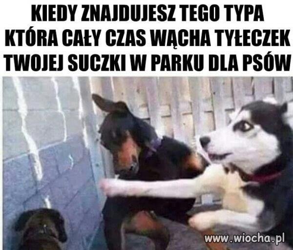 Ja ci zaraz dam!
