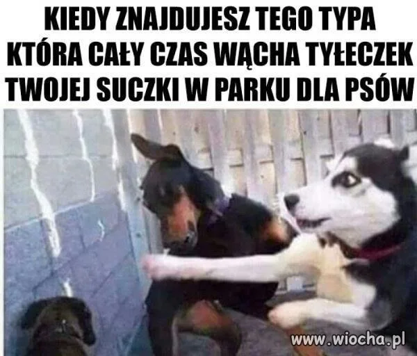 Ja ci zaraz dam!