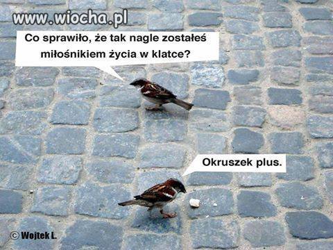 Niech żyje 500+