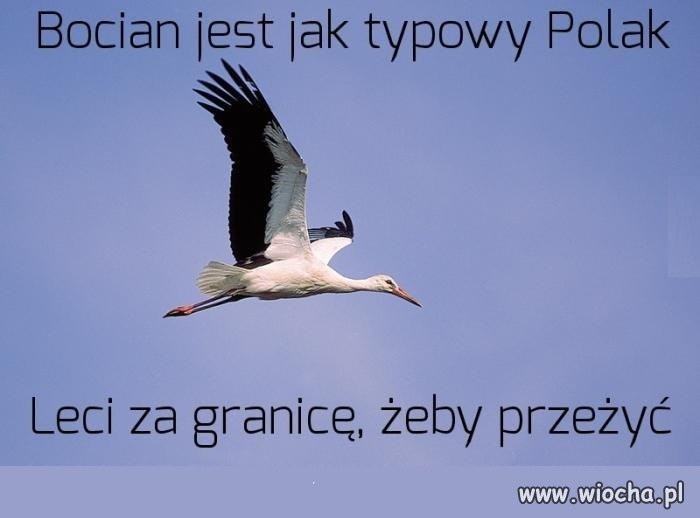 Bocian jest jak Polak