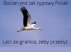 Bocian jest jak Polak