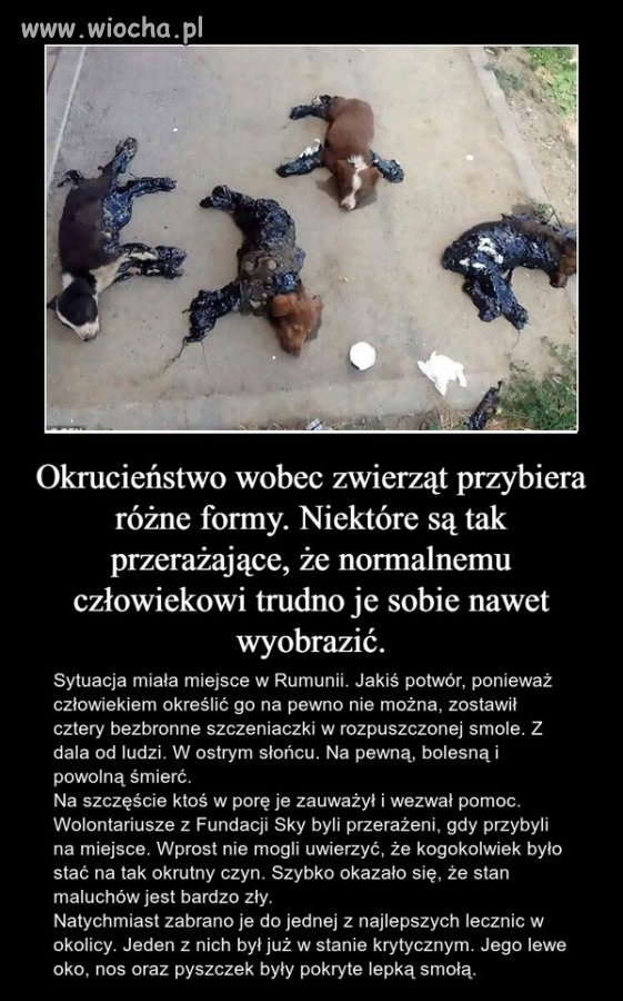 Zwierzęta znaleziono na drodze, oblane smołą. 