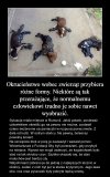 Zwierzęta znaleziono na drodze, oblane smołą. 