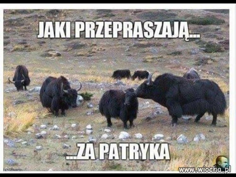 Jaki przepraszają 