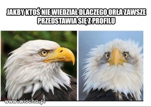 Orzeł...