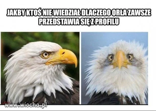 Orzeł...