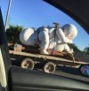Wesoły transport