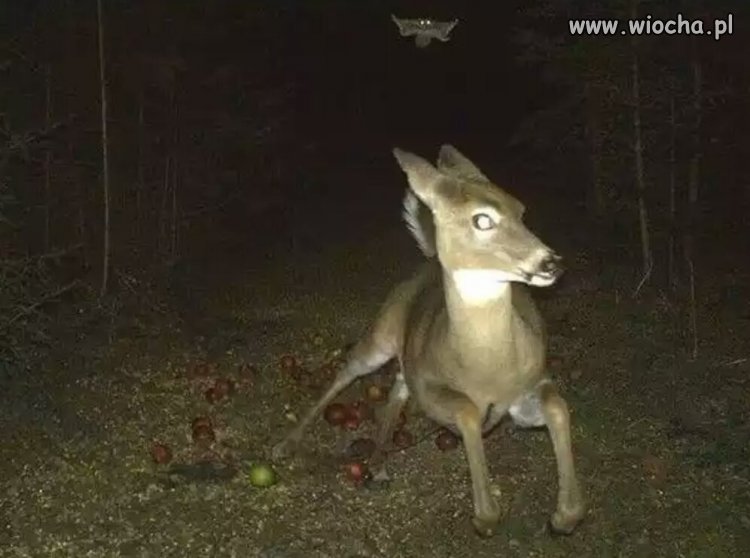 Latająca wiewiórka