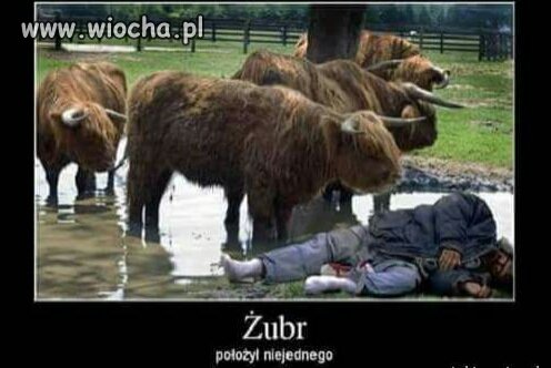 Z żubrem nie ma żartów