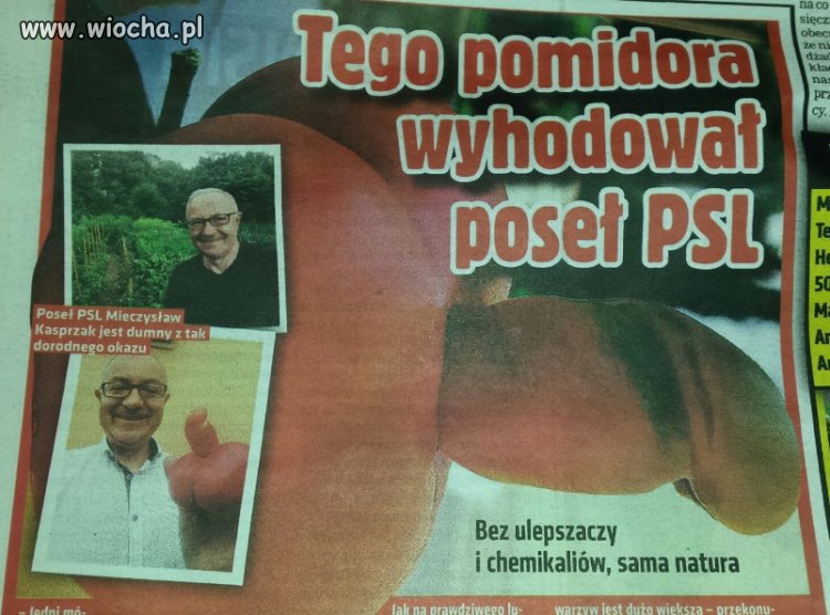 Jaka partia taki pomidor