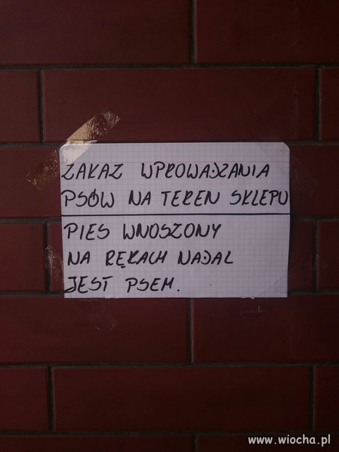 Pies wnoszony nadal ...