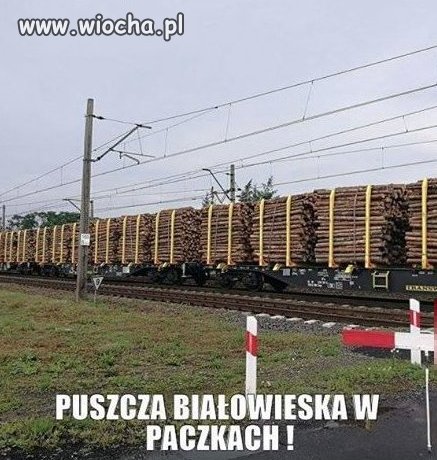 Puszcza w paczkach 