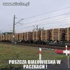 Puszcza w paczkach 
