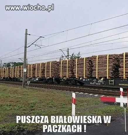 Puszcza w paczkach 