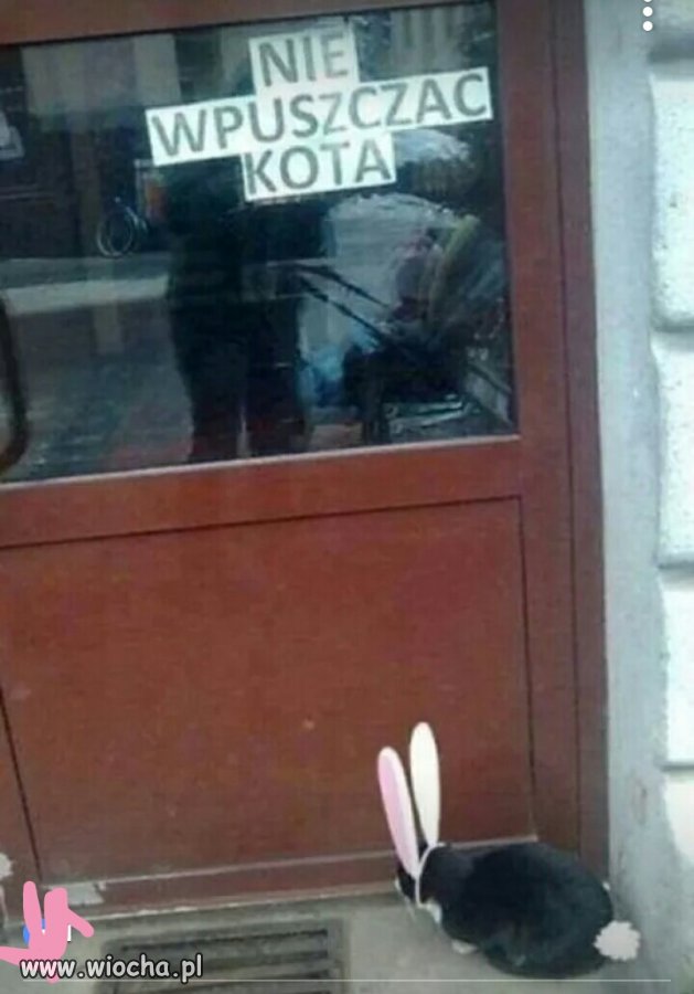 Kotokrólik 