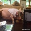 Przeciętny widz TVP