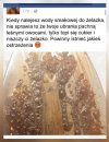 Głupich nie sieją 
