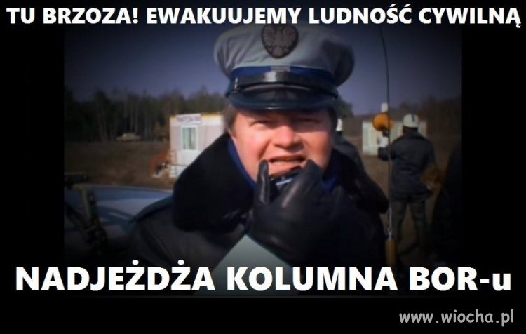 Tu brzoza