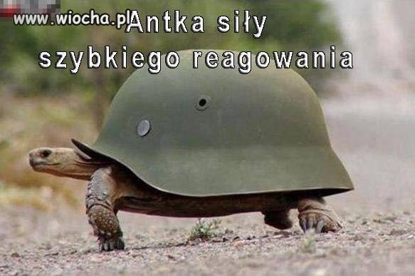 Antka siły