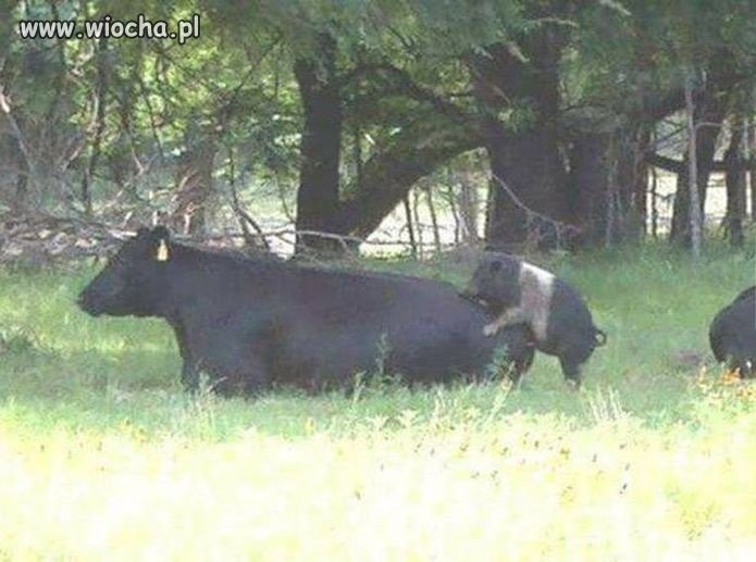 A kiedy najdzie ochota ...