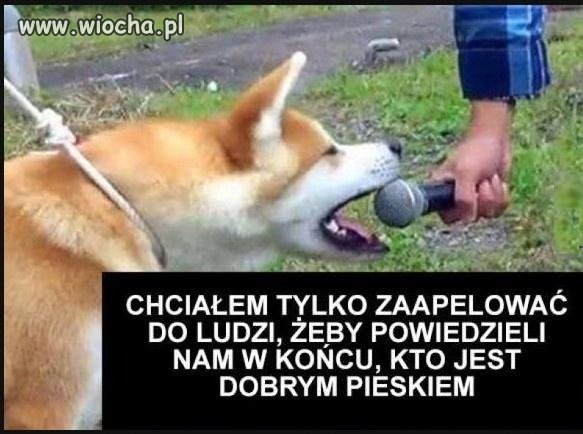 Piesek