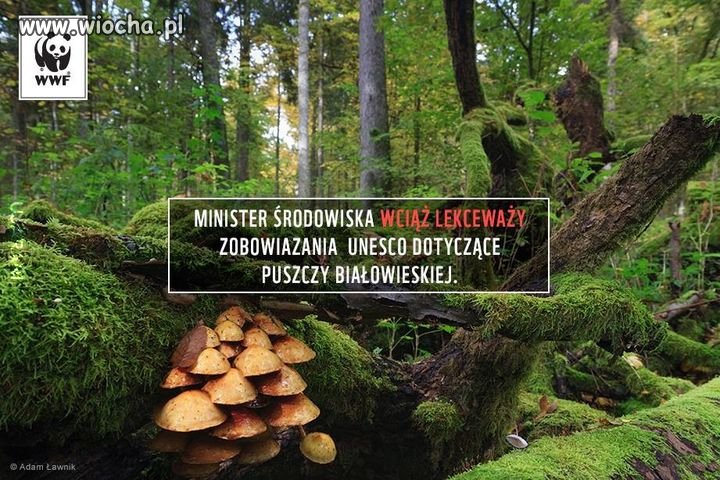 Przecież u nas nie ma żadnej wycinki