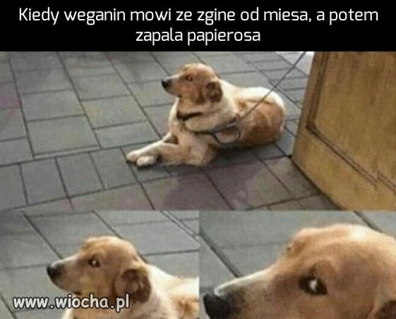 Kiedy weganin mówi że zgine od mięsa, 