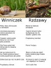 Ślimaki