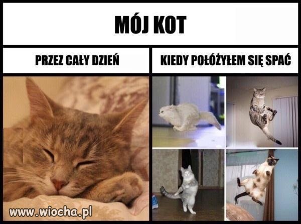Koty takie są