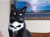 Catnisher