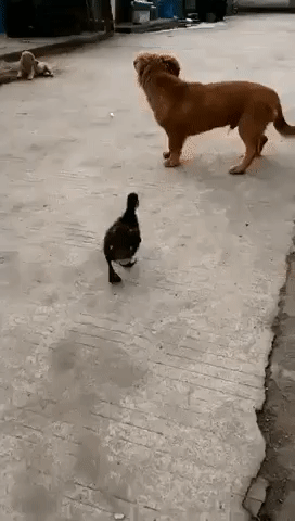 Ooo, noo ...