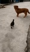 Ooo, noo ...