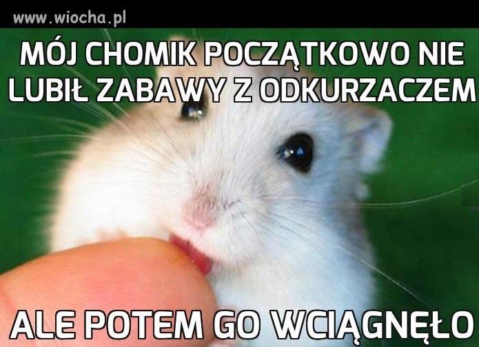 Zabawa z chomikiem