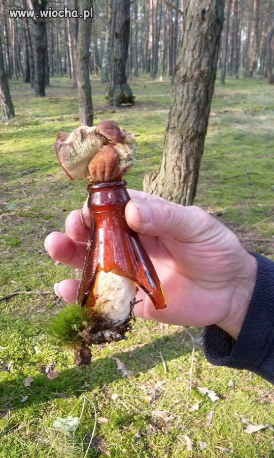 Grzybek nabity w butelkę