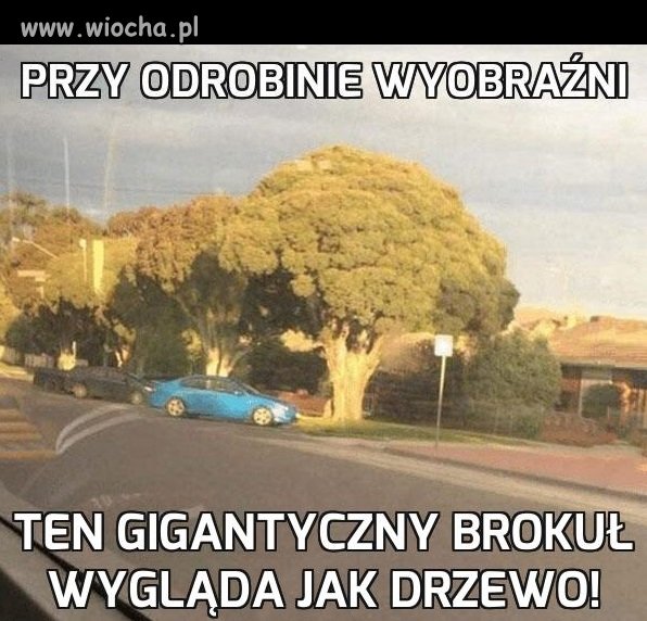 Ładny okaz