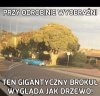Ładny okaz