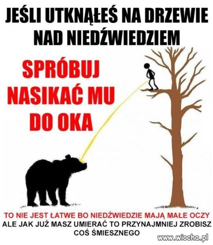 Sposób na niedźwiedzia