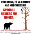 Sposób na niedźwiedzia