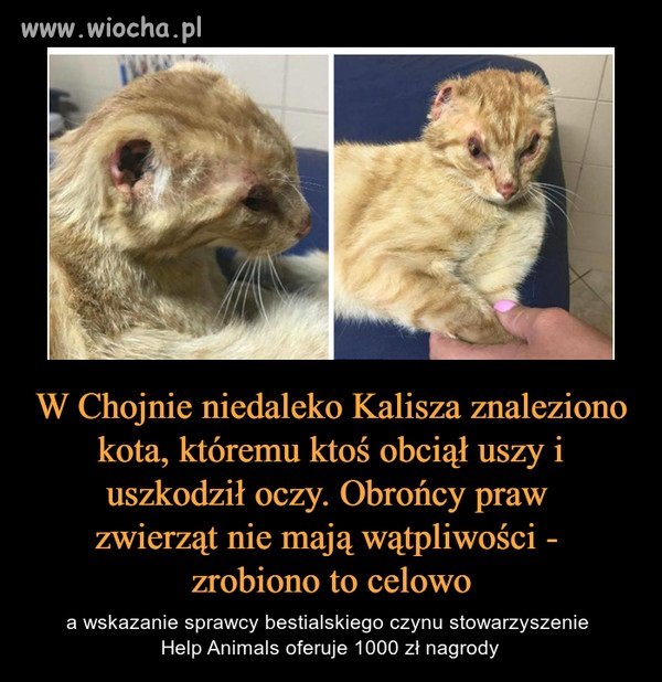 Kto jest za tym