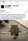 Sukienka